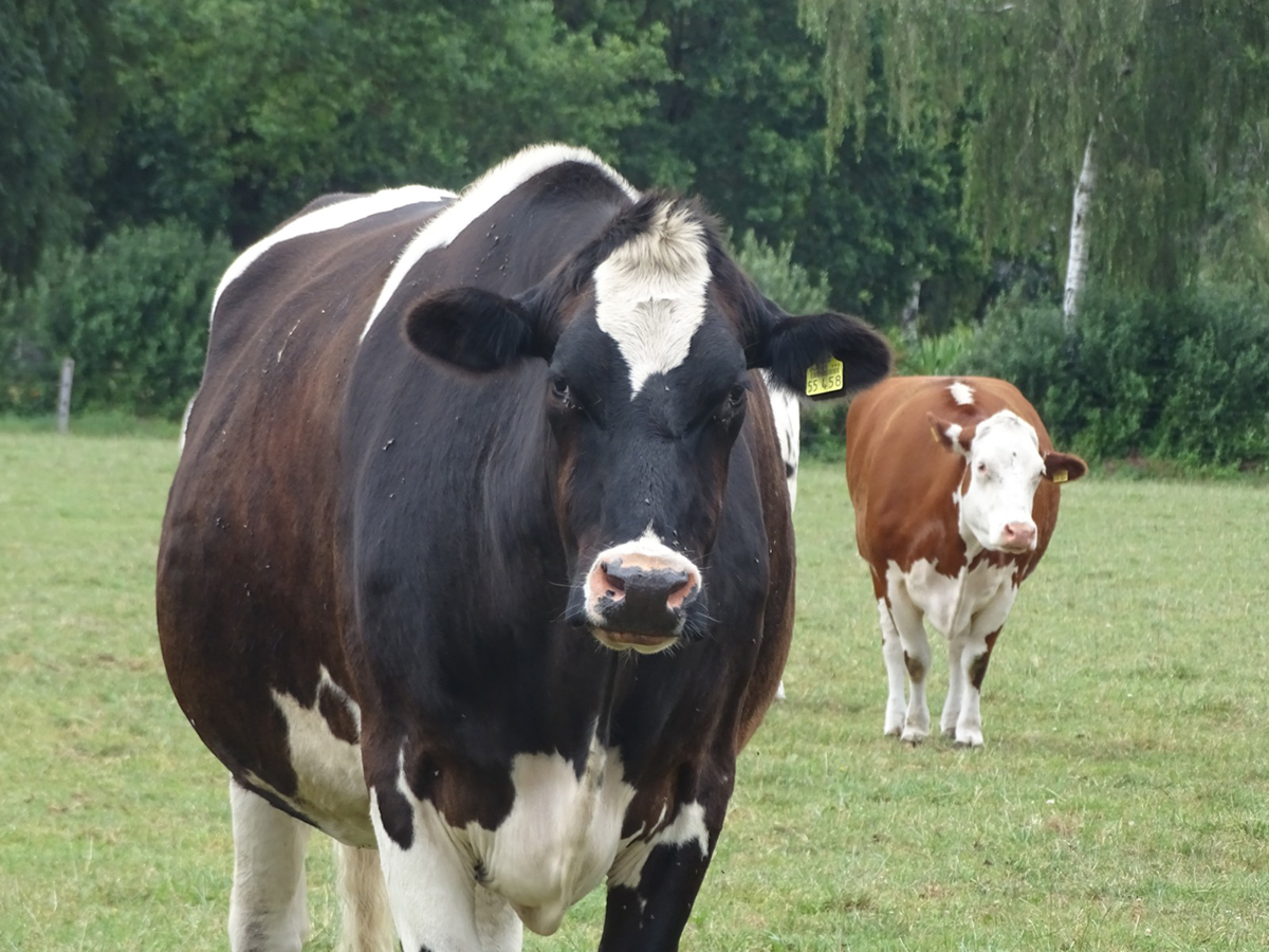 Cornelia auf der Wiese 2026