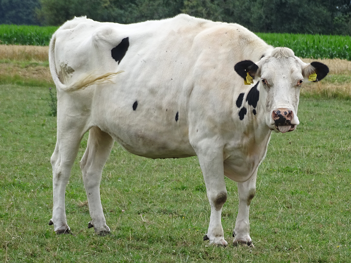 Gundula auf der Wiese 2026