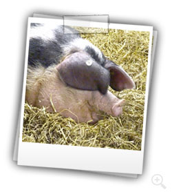 Schwein Wilma liegt lächelnd im Stroh.